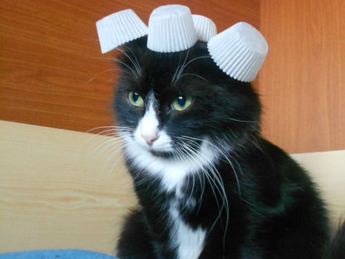 Коты и Кошки