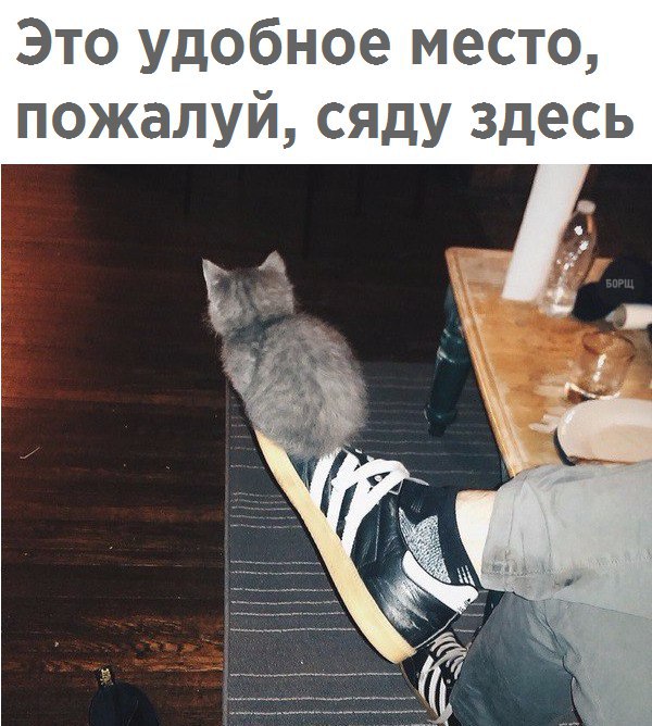 Коты и Кошки