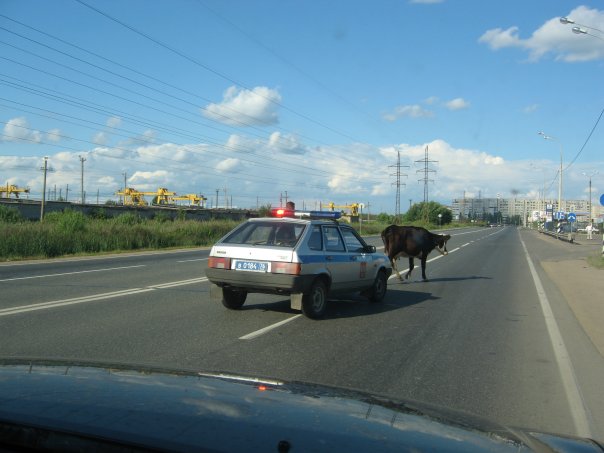 23 доказательства того, что в дороге можно всякого насмотреться