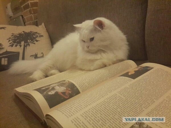 Котовторник 20.03.2018