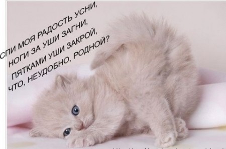 Прикольные коты на среду! ОЧЕНЬ МНОГО!