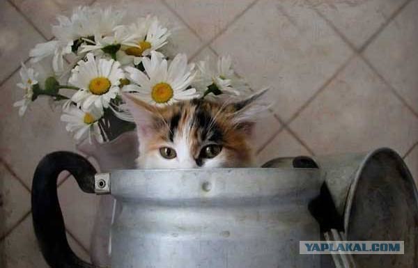 Котовторник  на  ЯПлакалъ