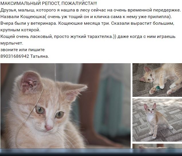 Срочно отдаются рыжие котята Москва