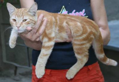 Котовторник 06.09.11
