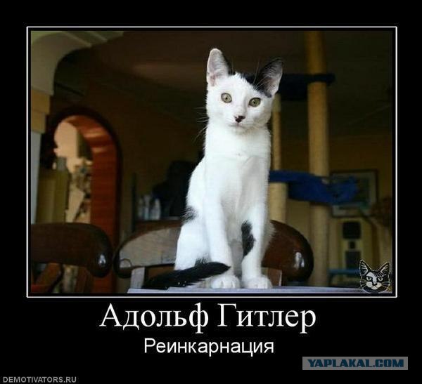 Котовторник так котовторник!