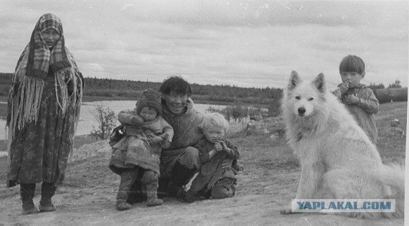 Питомник хаски и заснеженная костромская деревня!