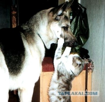 Котовторник 1 мая 2012