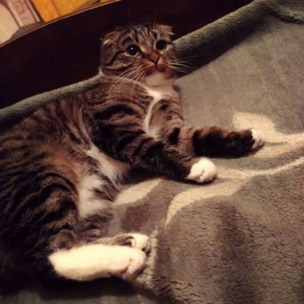 Прикольных котов пост