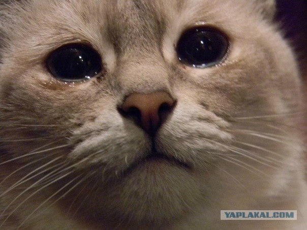 Котовторник 30.10.2012