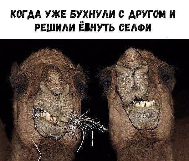 Милые животные. Мимиметр сломался