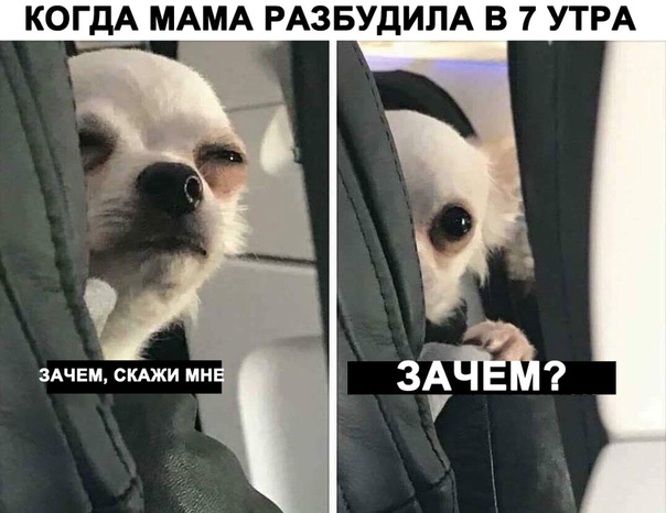 Анекдоты, соц-сети и картинки с надписями