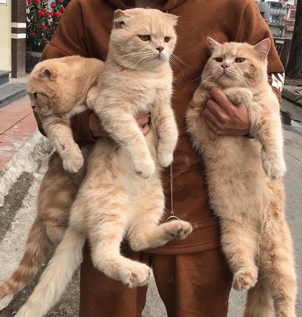 Прикольных котов пост