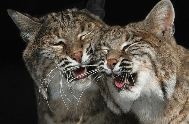 Дикий котовторник