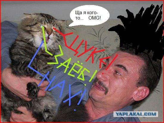 Злой кот