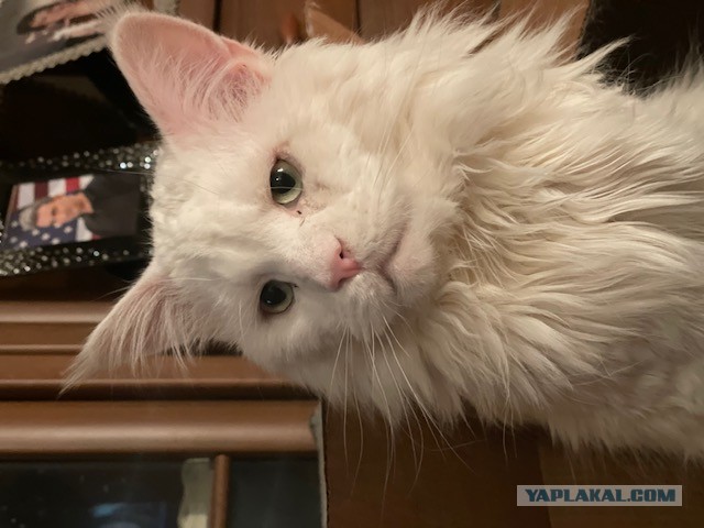 Господа и дамы ЯПа! Котовторник у нас начался! Отойдите от политоты и давайте котиков побольше!