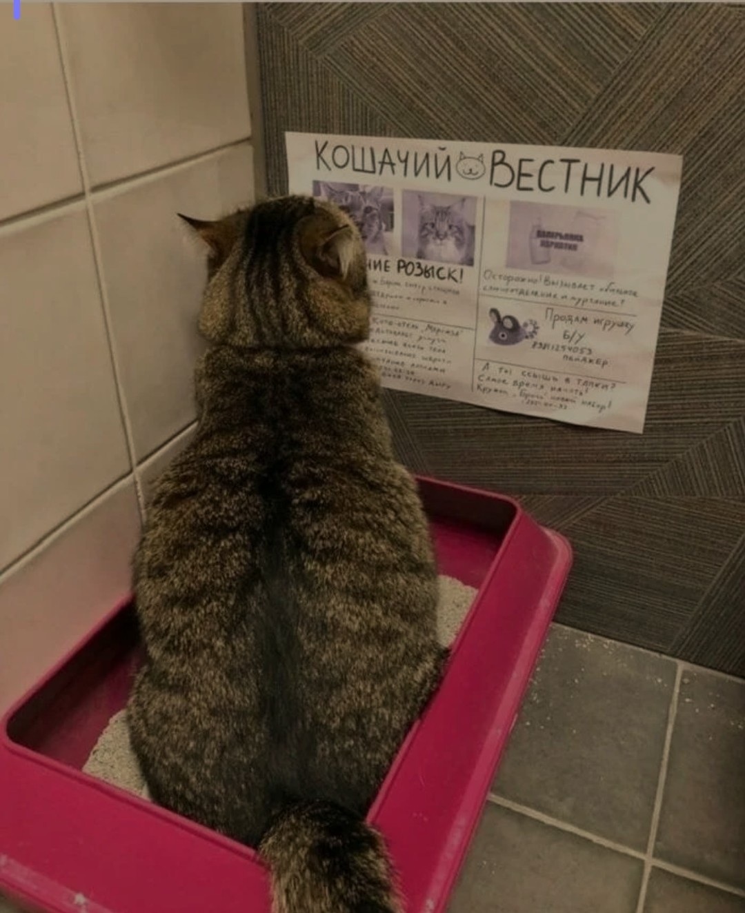 Гадит кот форум. Котик грустно какает.