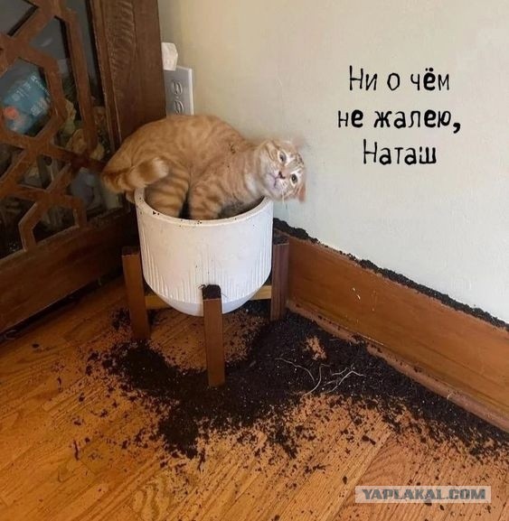 Как быть мужьям, чьи жены - "непьющие алкоголички"?⁠⁠