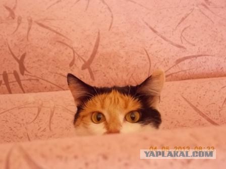 Котовторник  07.05.2013