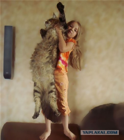 Мои мейн куны