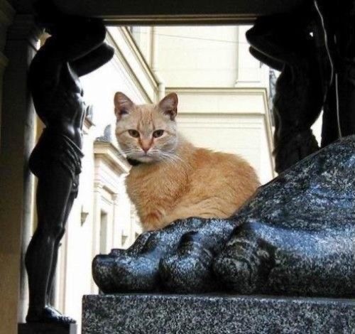 Кошки на развалинах города Помпеи