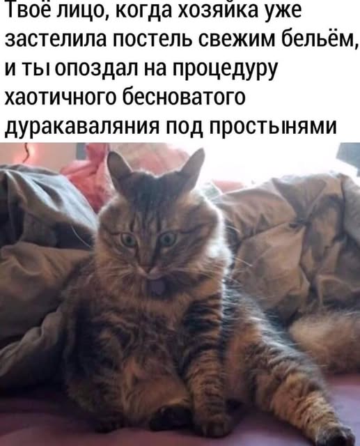 К котовторнику: подборка картинок-баянов с котиками и про котиков. Выпуск 10