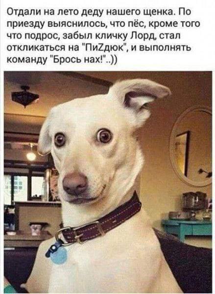 Каартинки весёлые и не очень