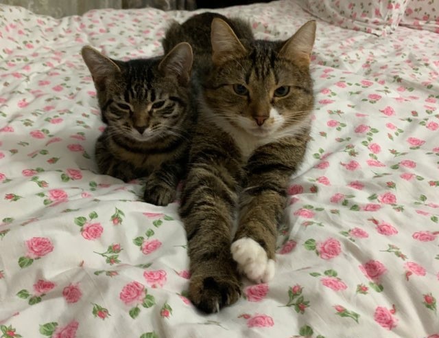 Котовторник же!