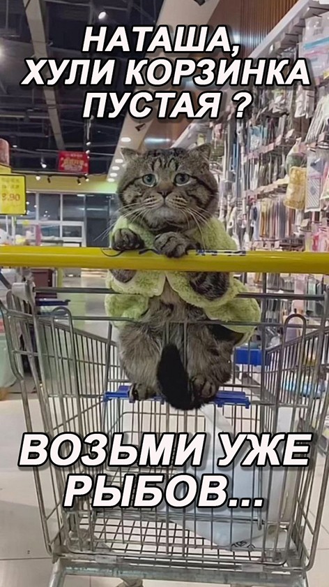 Фотожаба: Грустный котик