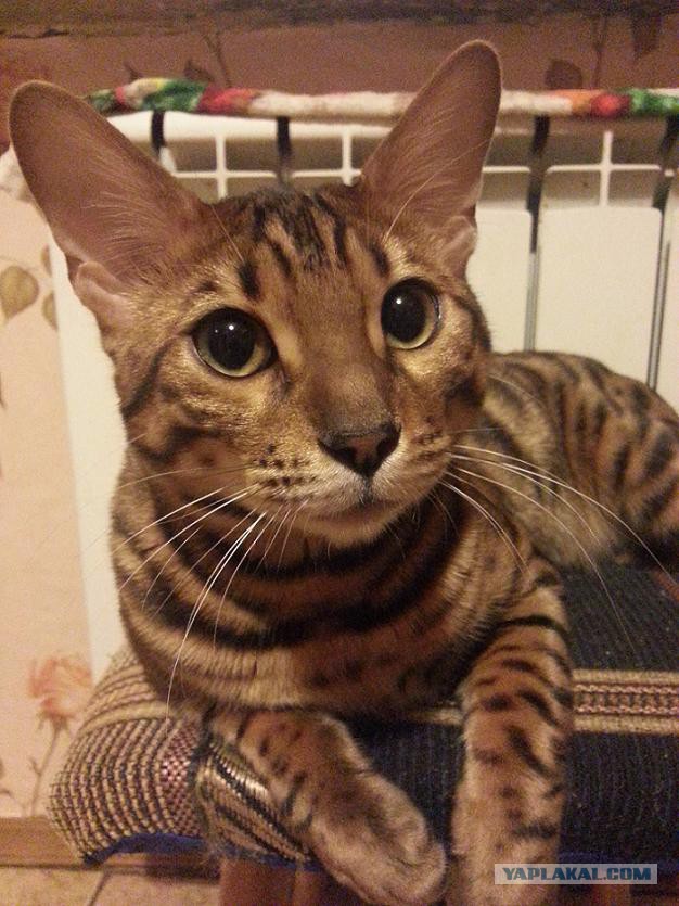 Котовторник 29.10.2013