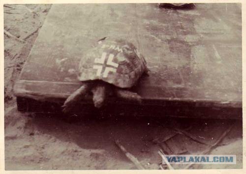 Фотографии второй мировой, многие цветные (фото)