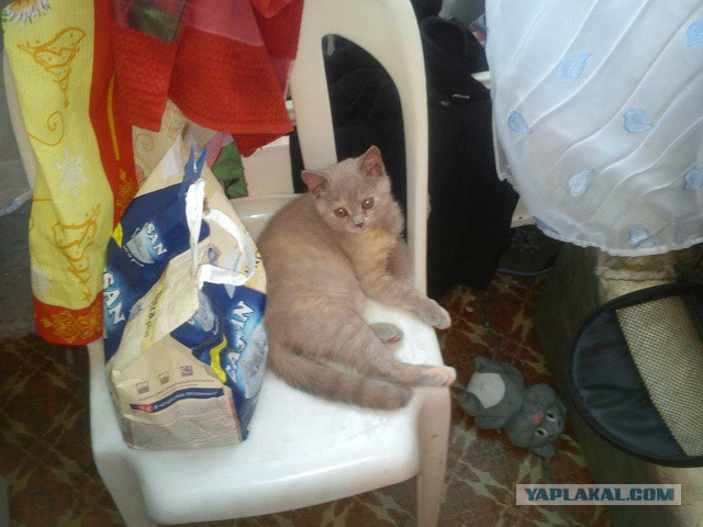 Котовторник  28.01.14