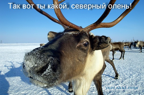 Как я противотуманки полировал