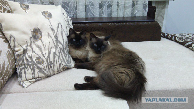 Котовторник   15.04.2014