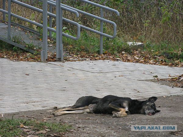 Убил собаку за то, что укусила жену