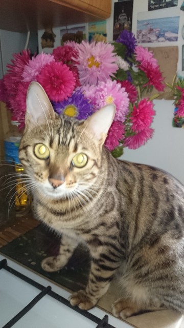 Котовторник 30.09.2014