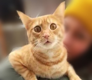 Реакция котэ на первый в его жизни снег.