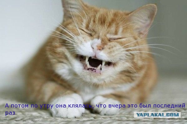 Известные котомемы.