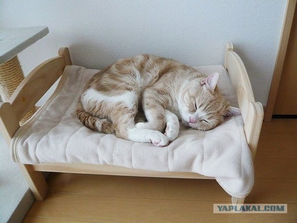 Как спят кошки....