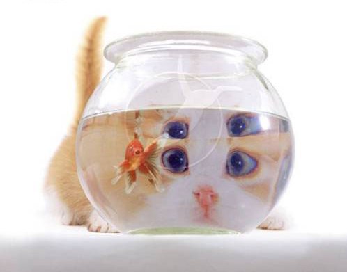 Коты, кошки, котята