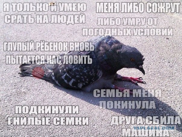 Приколы из сети