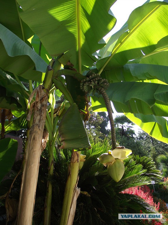 Как растет еда в естественной среде