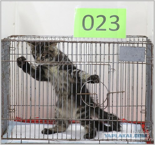 Как я вчера отбивалась от нападения