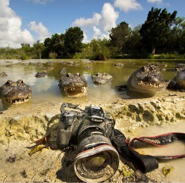 Иногда встречи с животными бывают очень неожиданными
