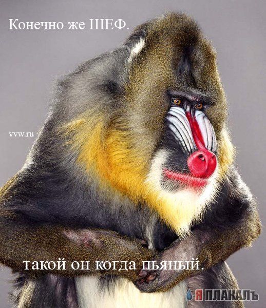 Офис в лицах (15 фото)