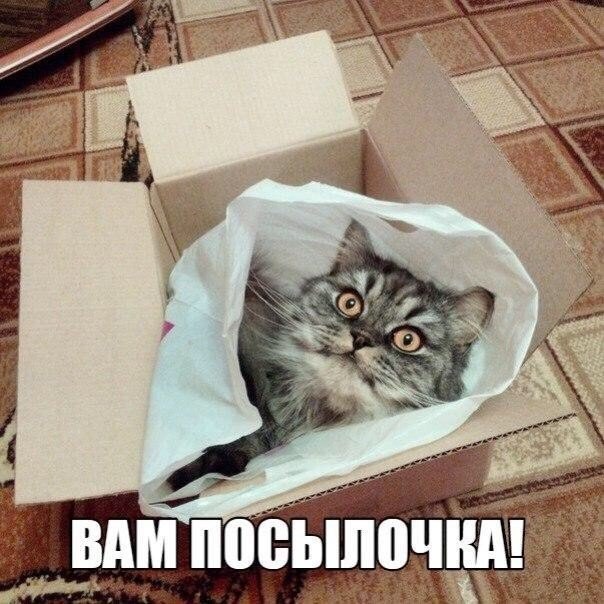 Божьи твари