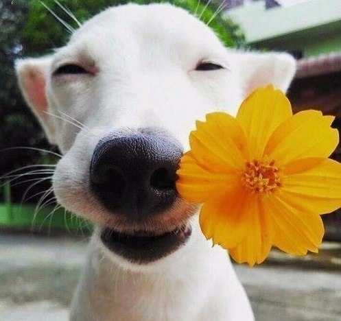 Прикольные животные