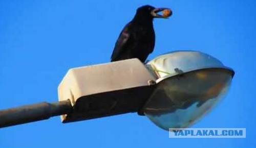 Замаскированные вышки сотовой связи