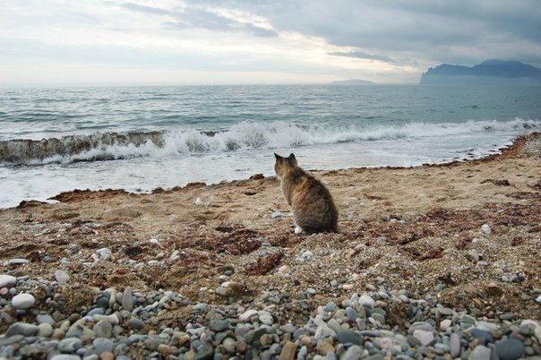 Морские котики
