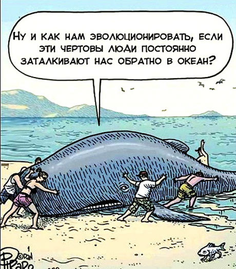Спасение погибающего кита