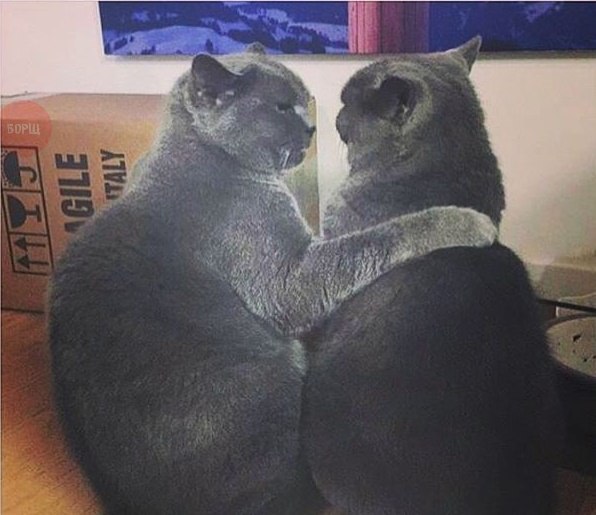 Коты из сети